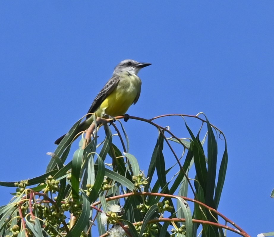 yellow-bellied kingbird sp. - ML646253478