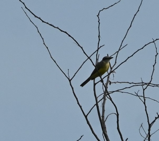 yellow-bellied kingbird sp. - ML646253479