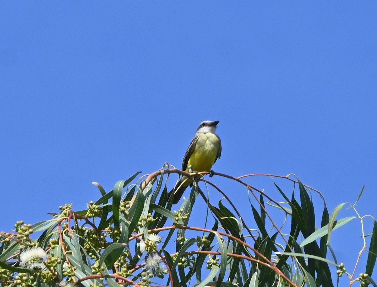 yellow-bellied kingbird sp. - ML646253480