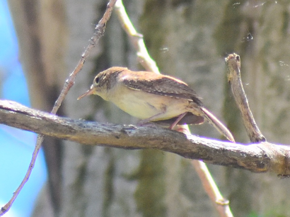 Northern House Wren - ML646253481