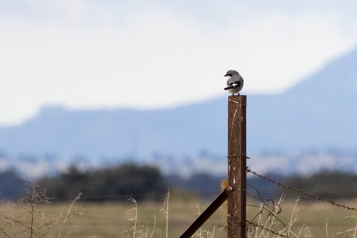 Iberian Gray Shrike - ML646253484