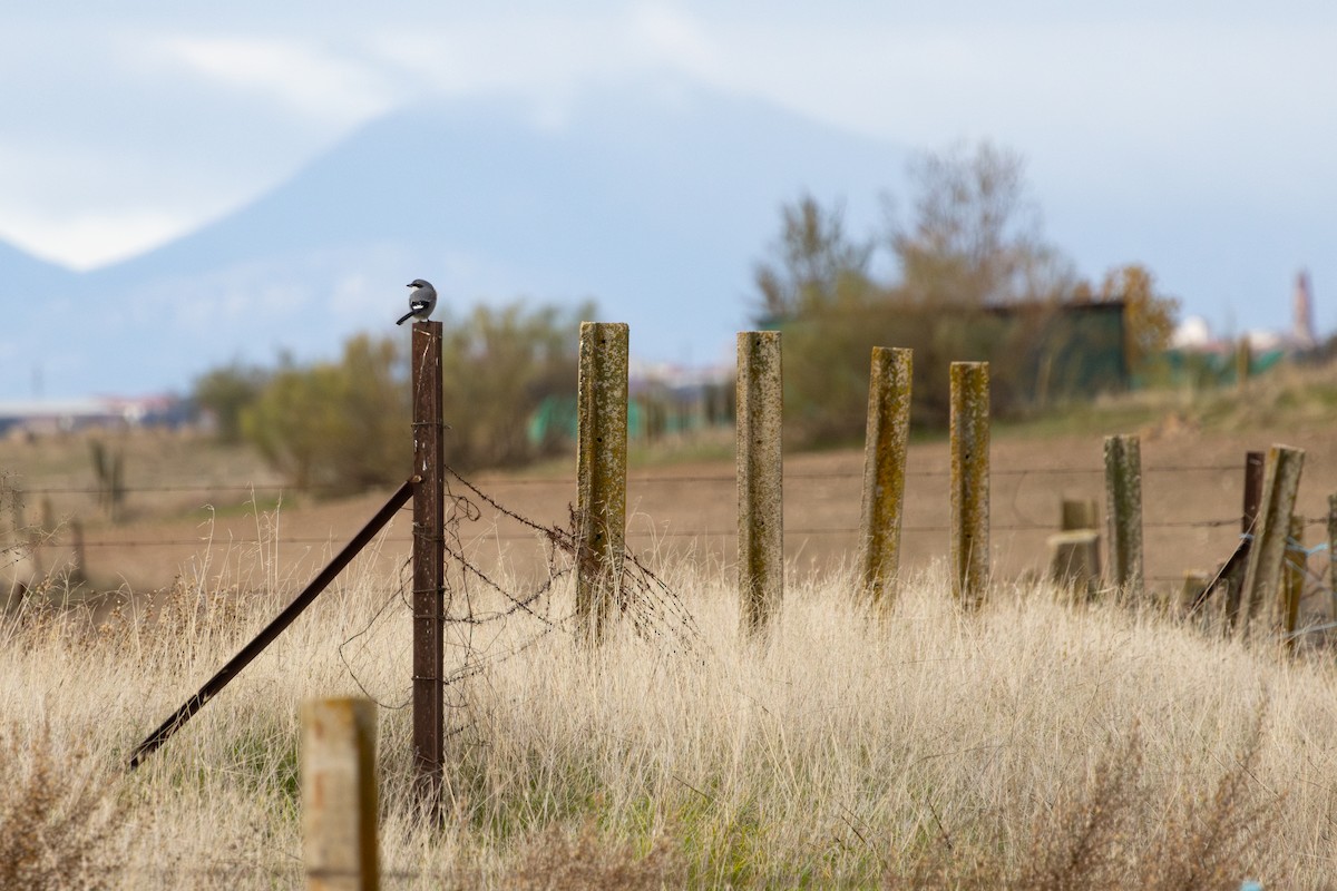 Iberian Gray Shrike - ML646253485
