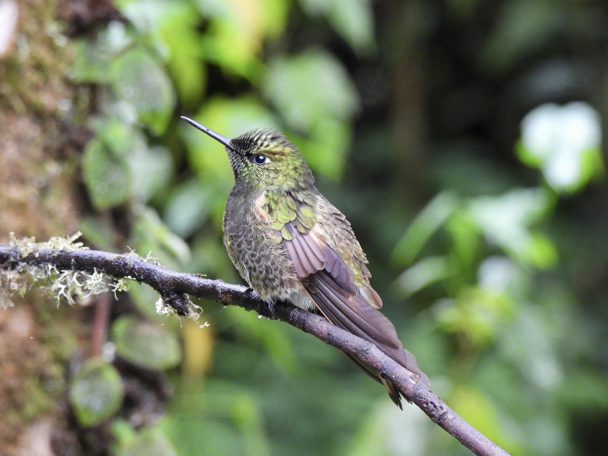 Colibrí Colihabano - ML646253488
