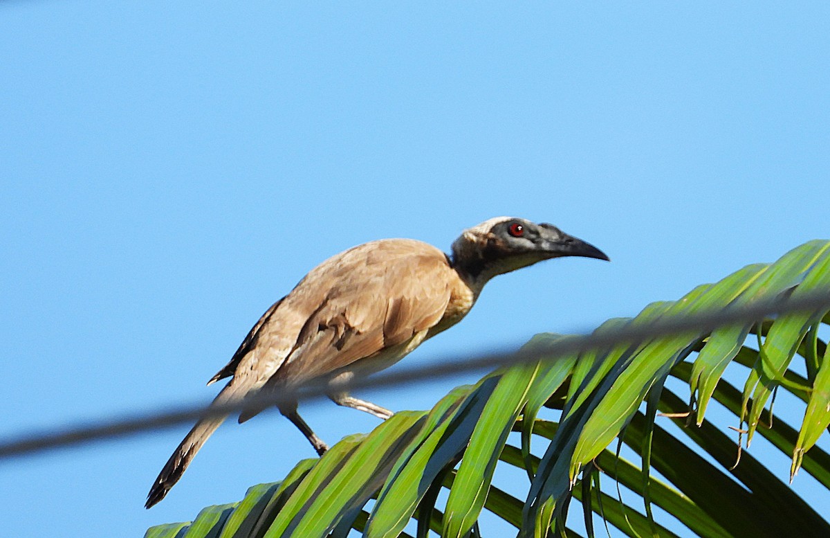 Helmlederkopf - ML646253491