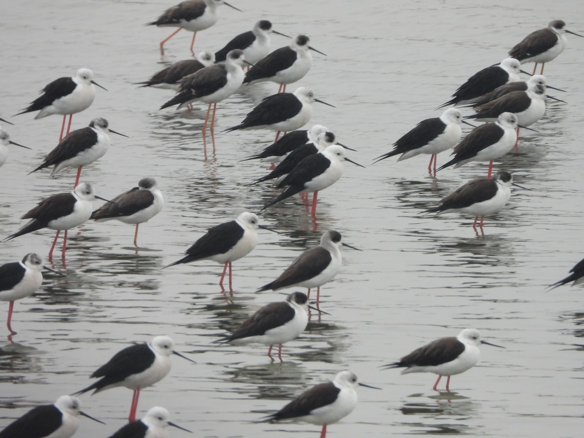 高蹺鴴 - ML646253493