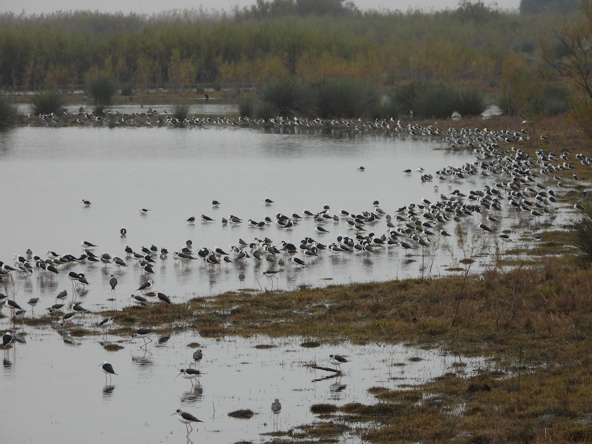 高蹺鴴 - ML646253494