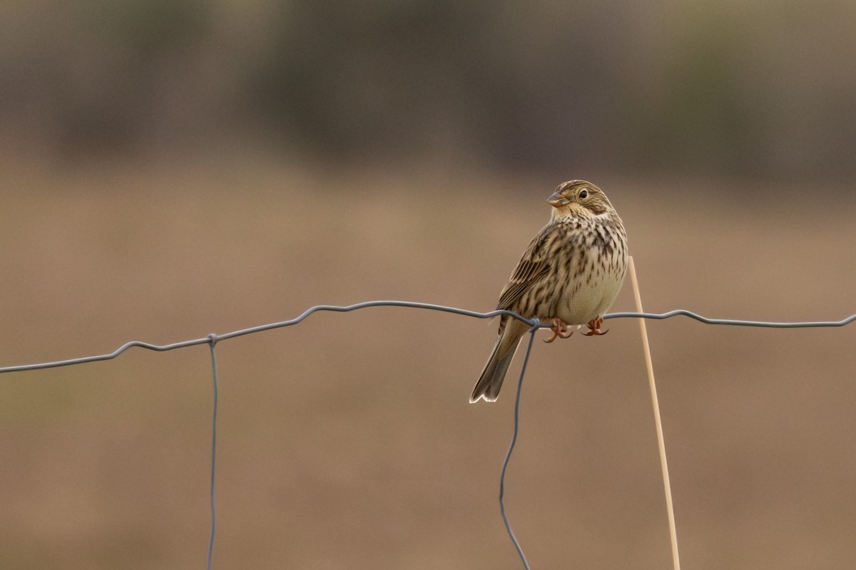 Corn Bunting - ML646253495