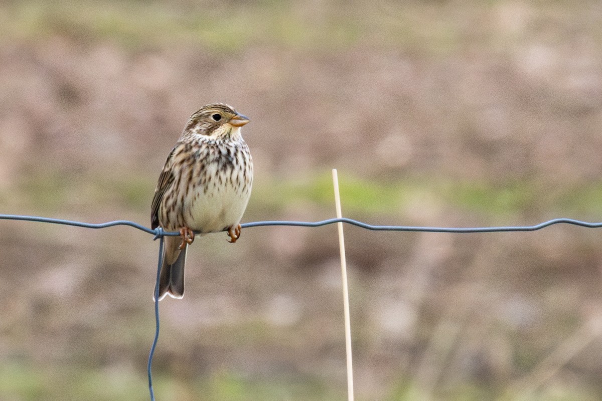 Corn Bunting - ML646253496