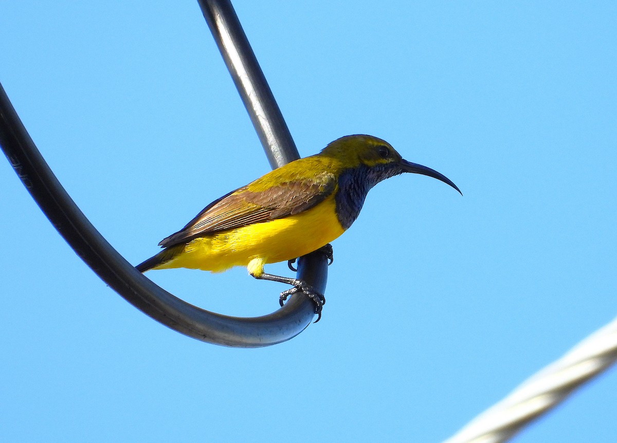 Sahul Sunbird - ML646253498