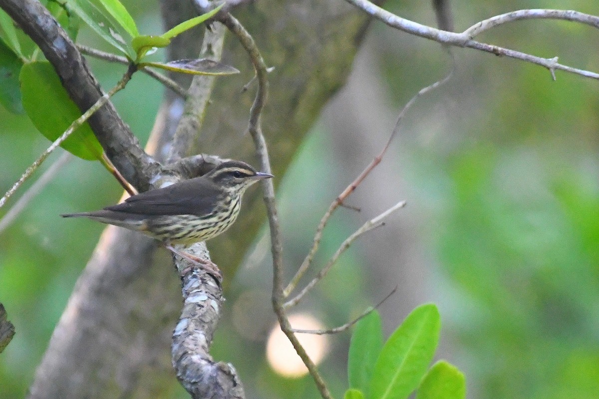 Northern Waterthrush - ML646253506