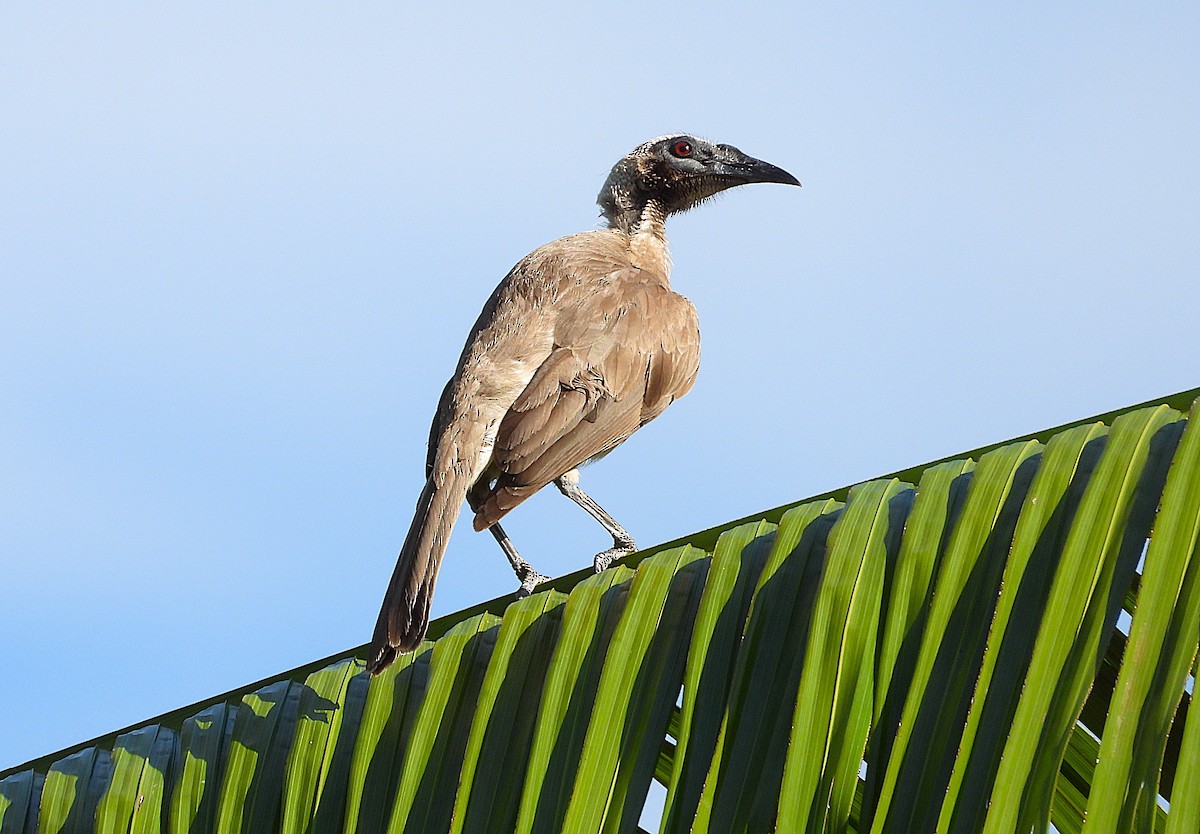 Helmlederkopf - ML646253510