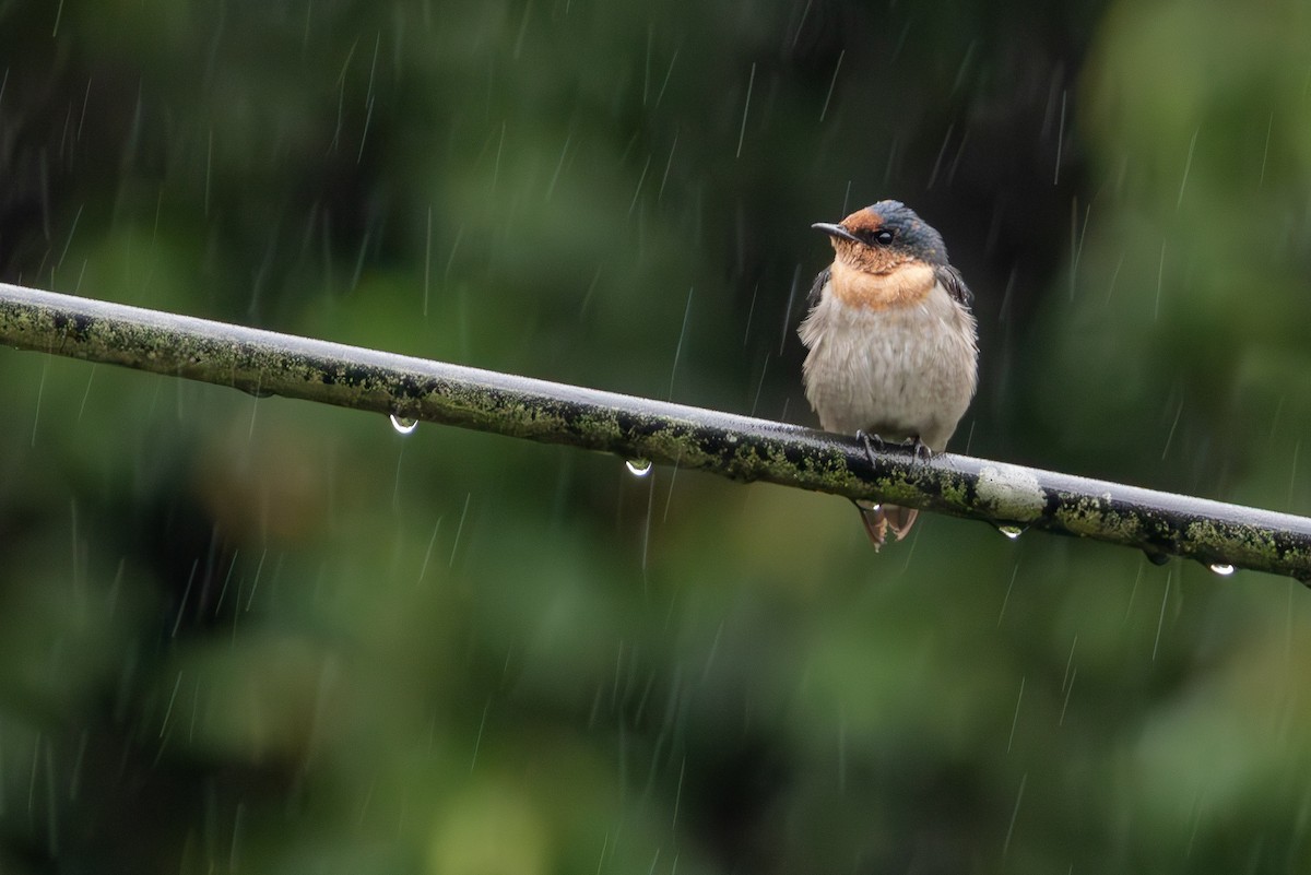 洋燕 - ML646253514