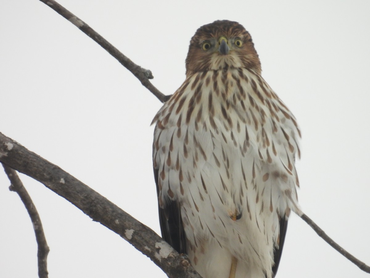 Cooper's Hawk - ML646253515