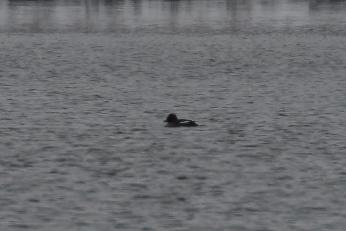 Common Goldeneye - ML646253525