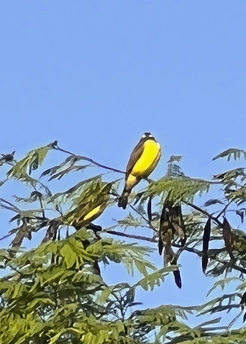 Sosyal Tiran - ML646253527