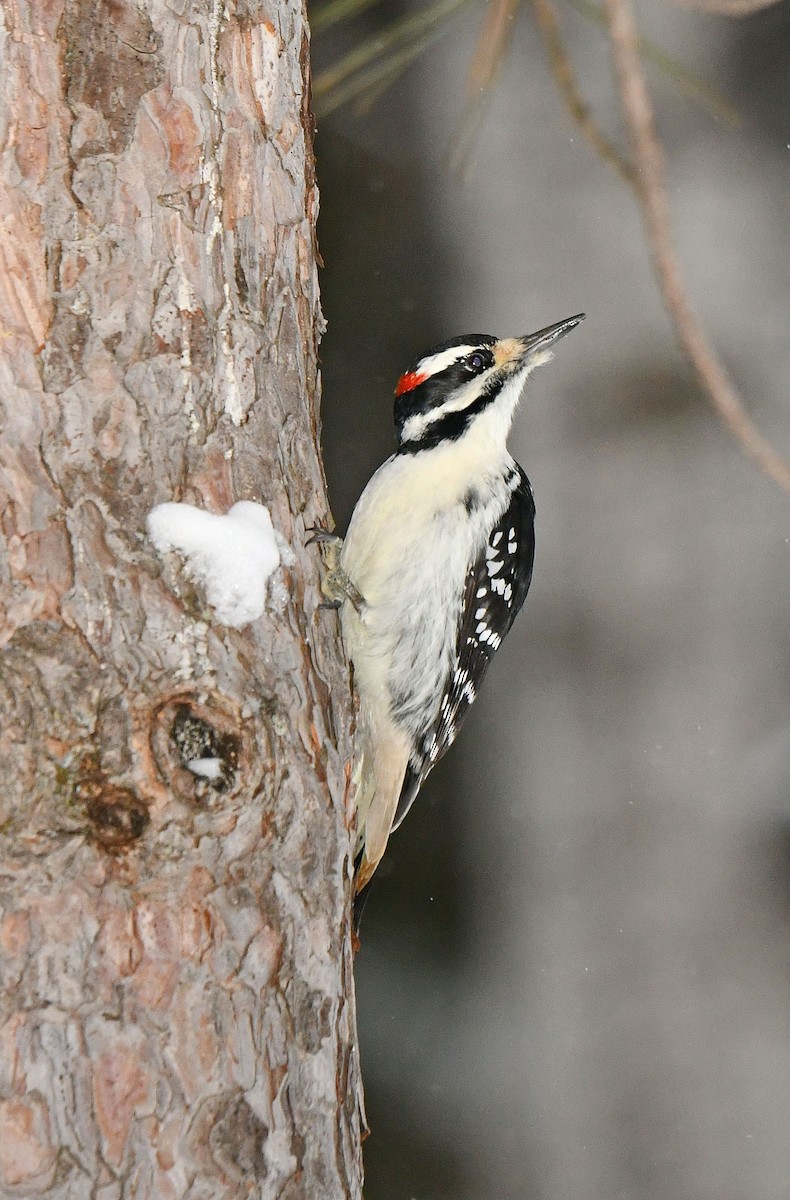 Hairy Woodpecker - ML646253528