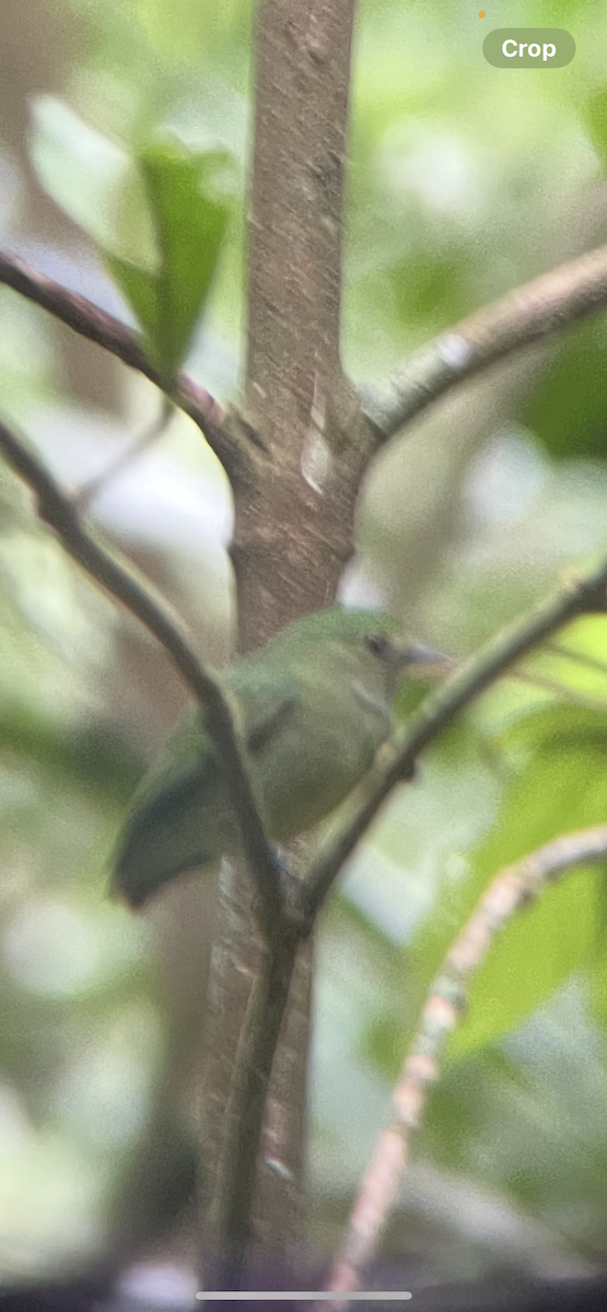 Салтарин оксамитовий - ML646253538