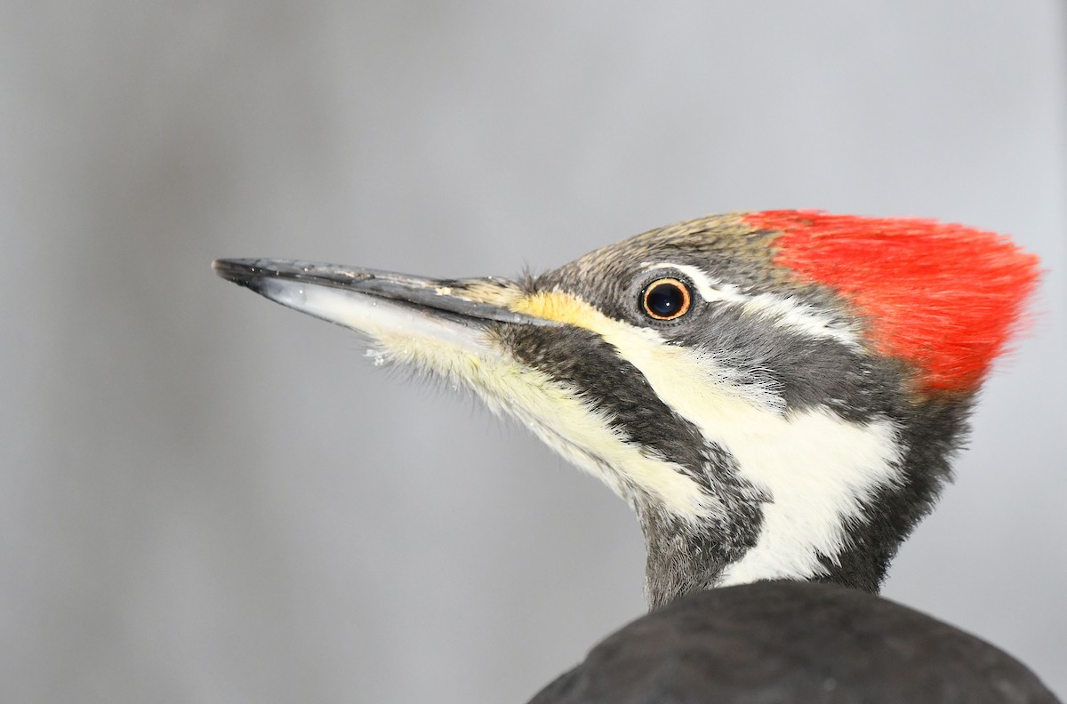 Pileated Woodpecker - ML646253541