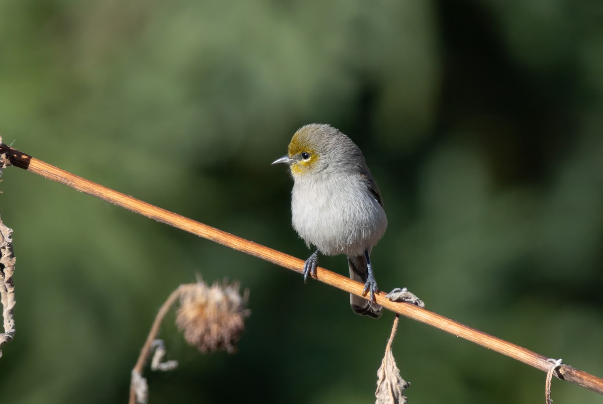 Verdin - ML646253543
