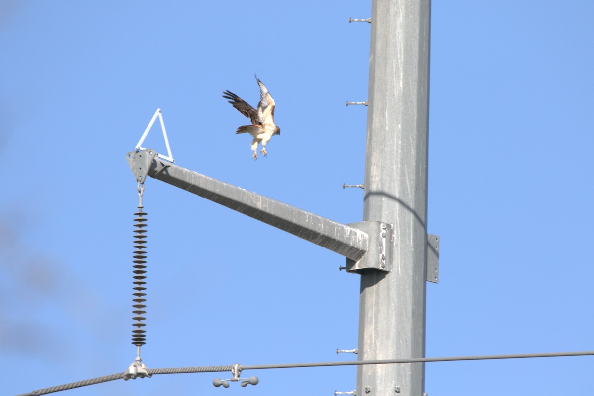 Red-tailed Hawk - ML646253546
