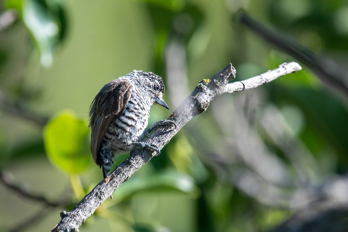 Carpinterito Variable - ML646253547