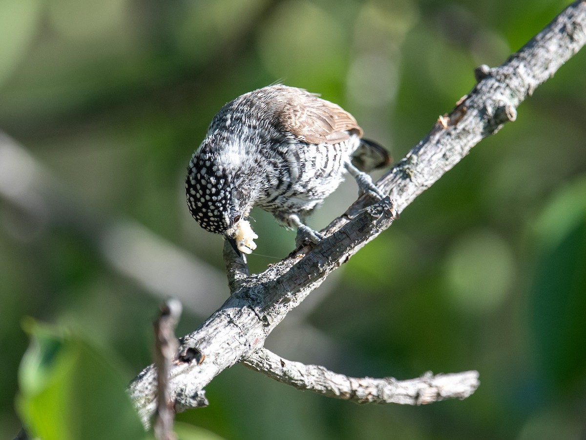 Carpinterito Variable - ML646253548