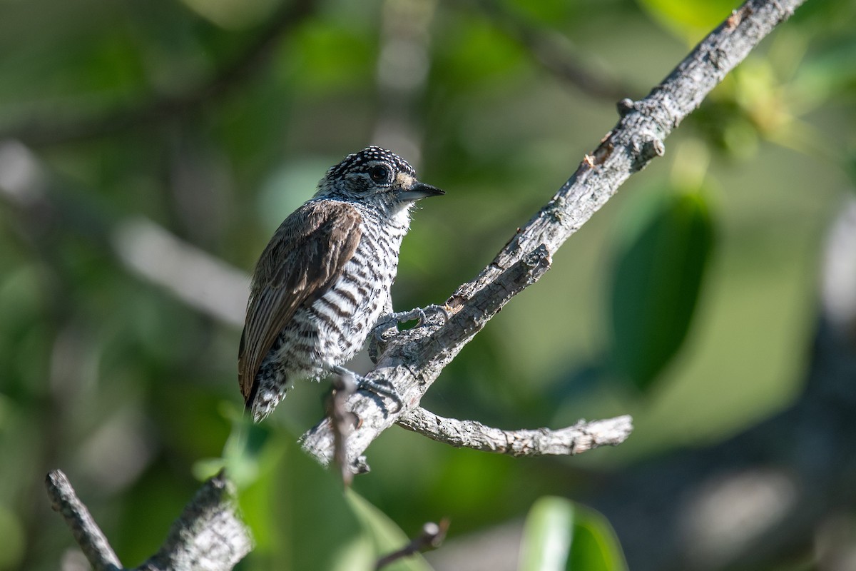 Carpinterito Variable - ML646253549