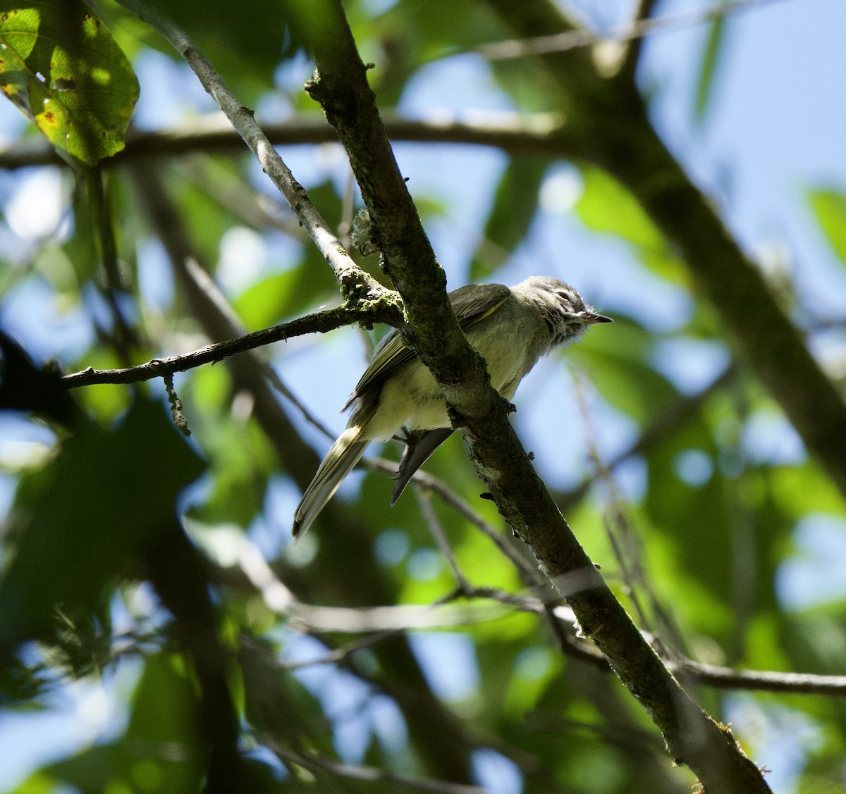 Greenish Elaenia - ML646253552