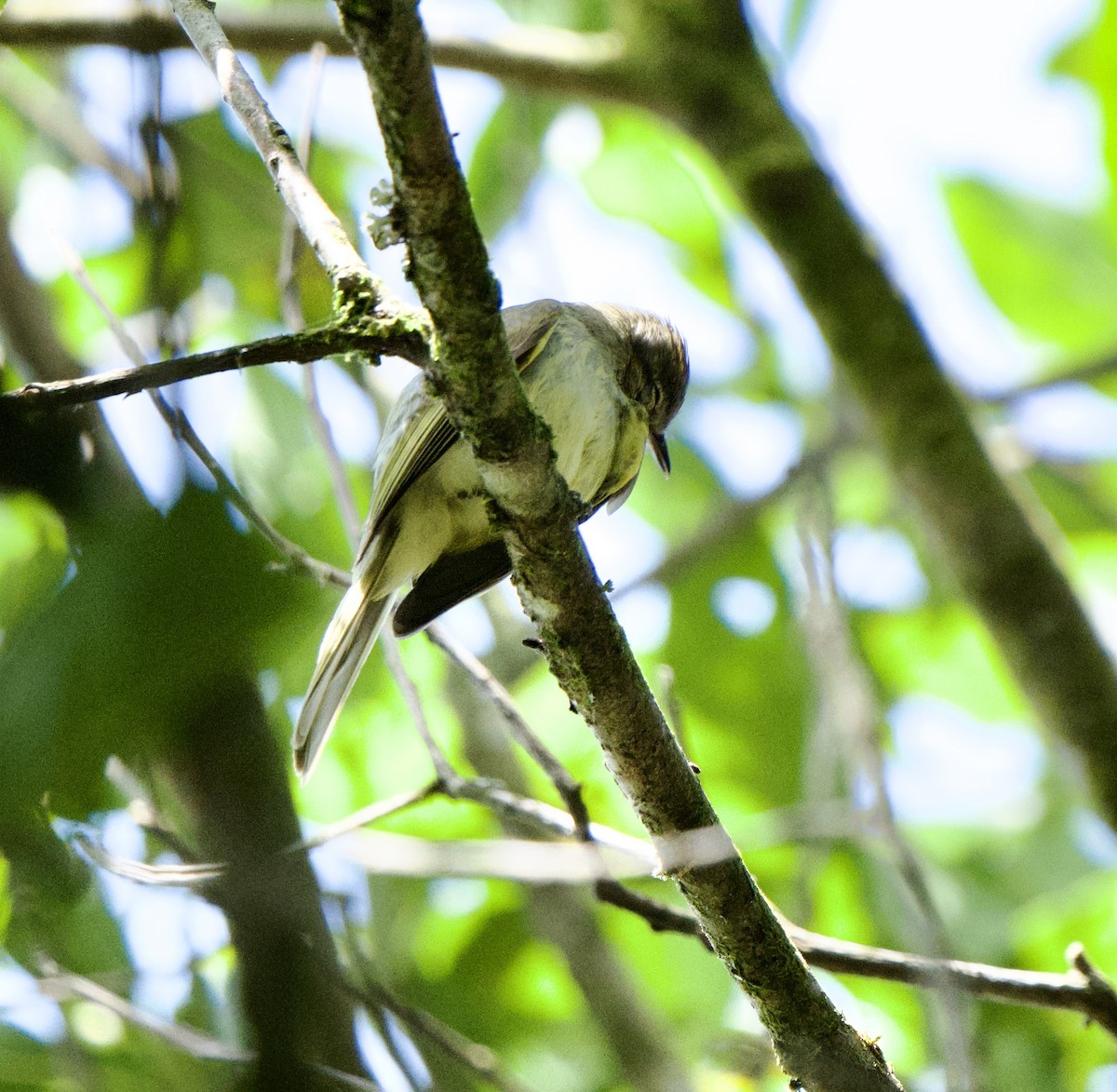 Greenish Elaenia - ML646253555