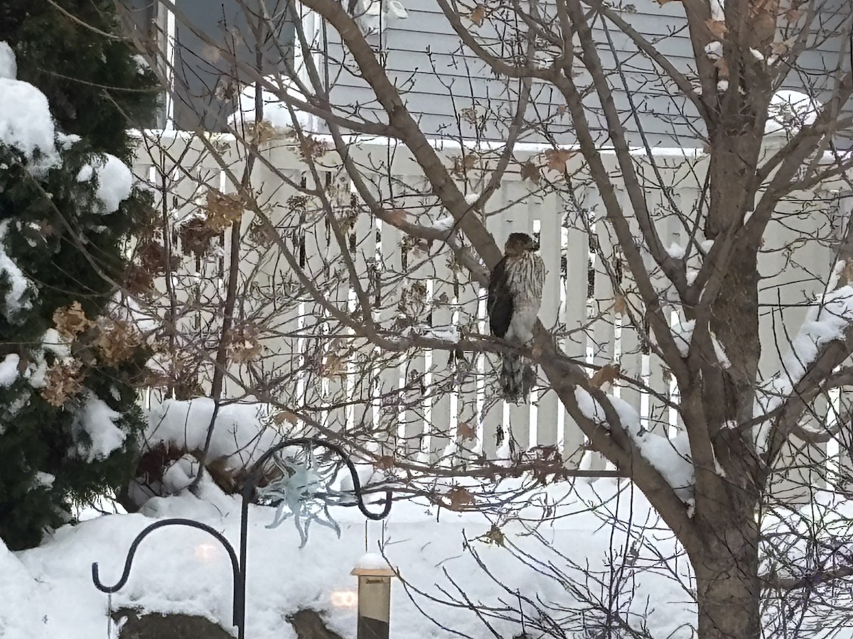 Cooper's Hawk - ML646253558