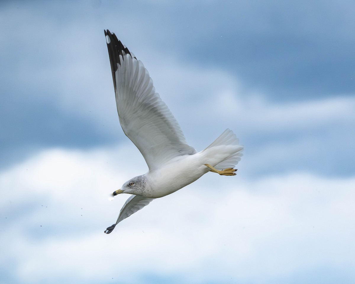 racek kroužkozobý - ML646253562