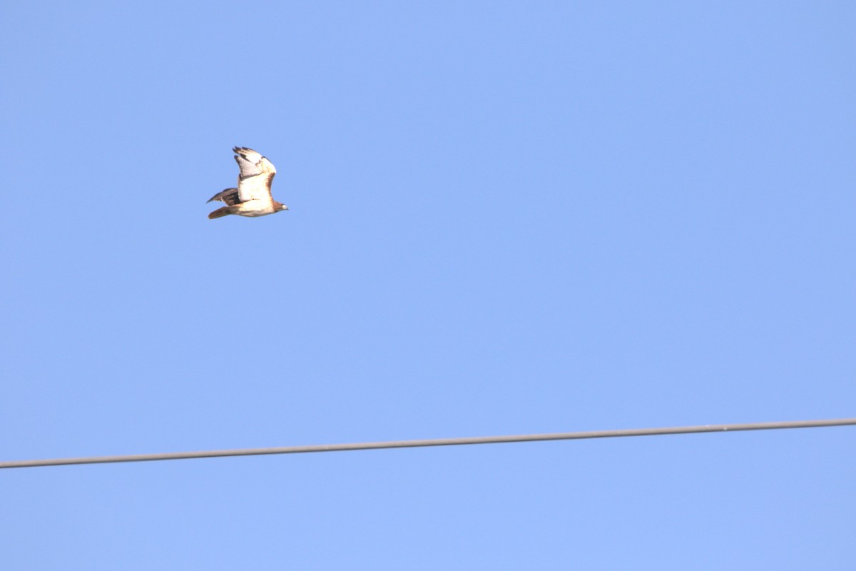 Red-tailed Hawk - ML646253564