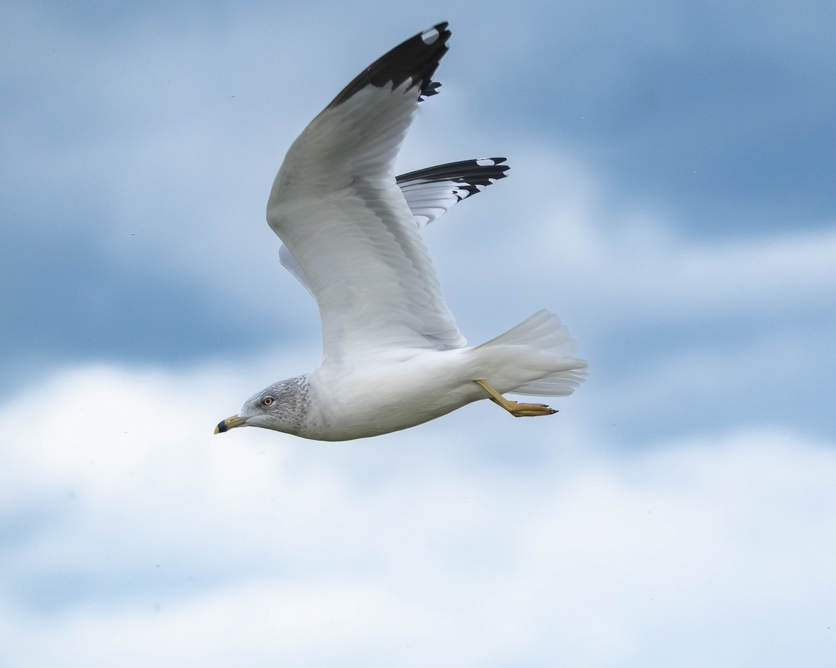 racek kroužkozobý - ML646253565