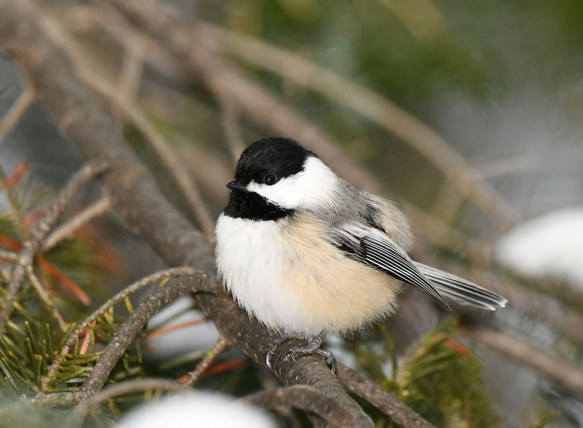 Black-capped Chickadee - ML646253570