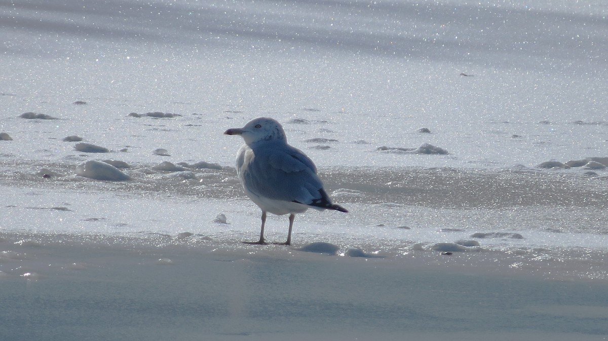 Ring-billed Gull - ML646253573