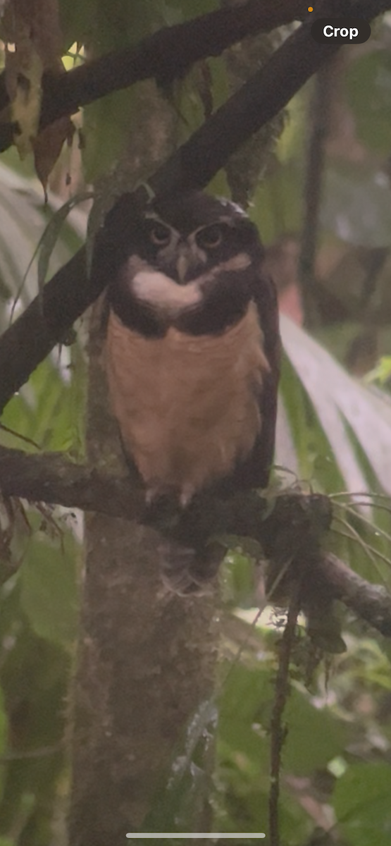 Сова вохристочерева - ML646253574