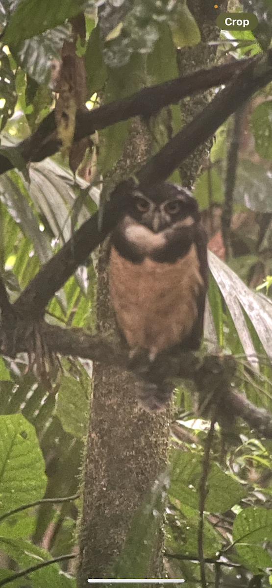 Сова вохристочерева - ML646253581