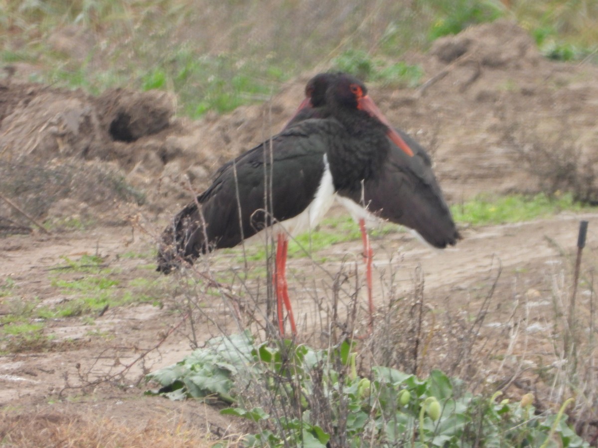 黑鸛 - ML646253585