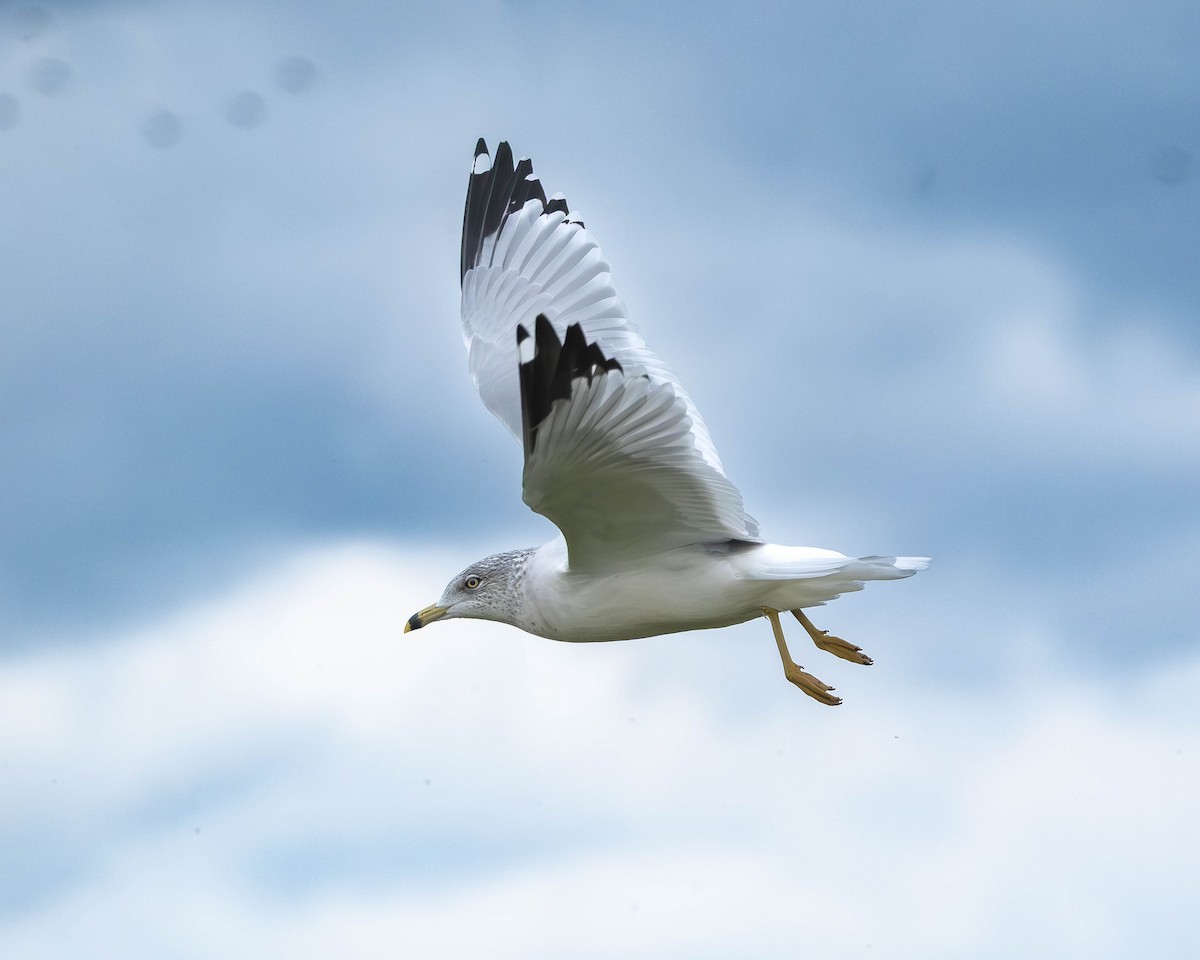 racek kroužkozobý - ML646253587