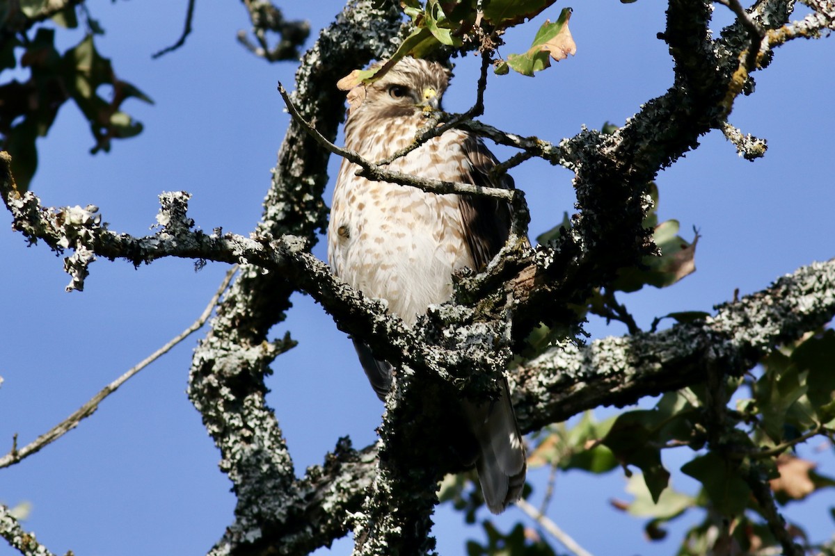 Buse à épaulettes - ML646253588