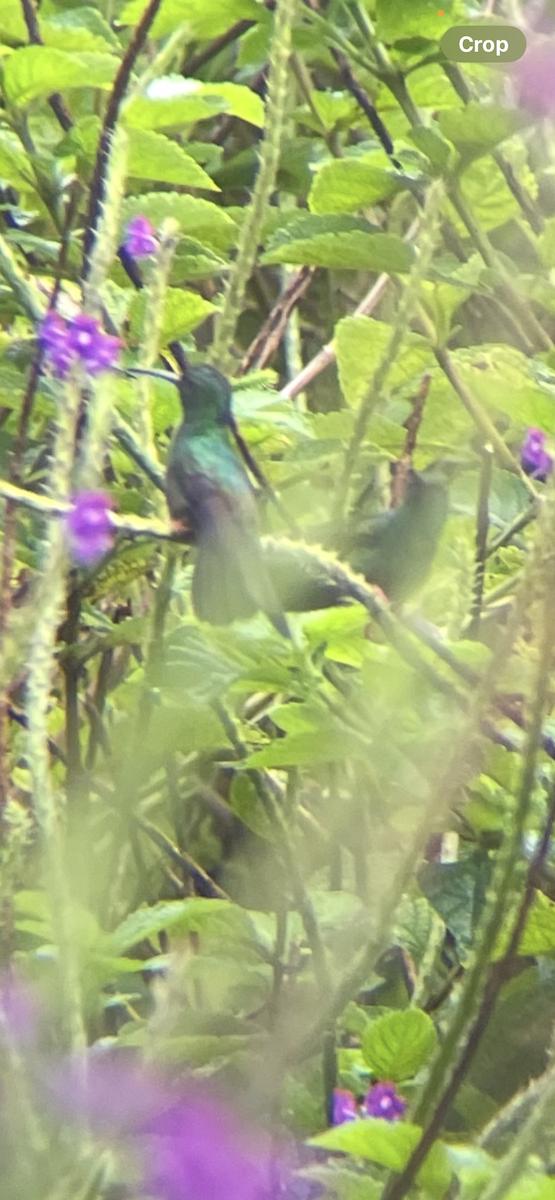 Колібрі-білогуз бронзовохвостий - ML646253589