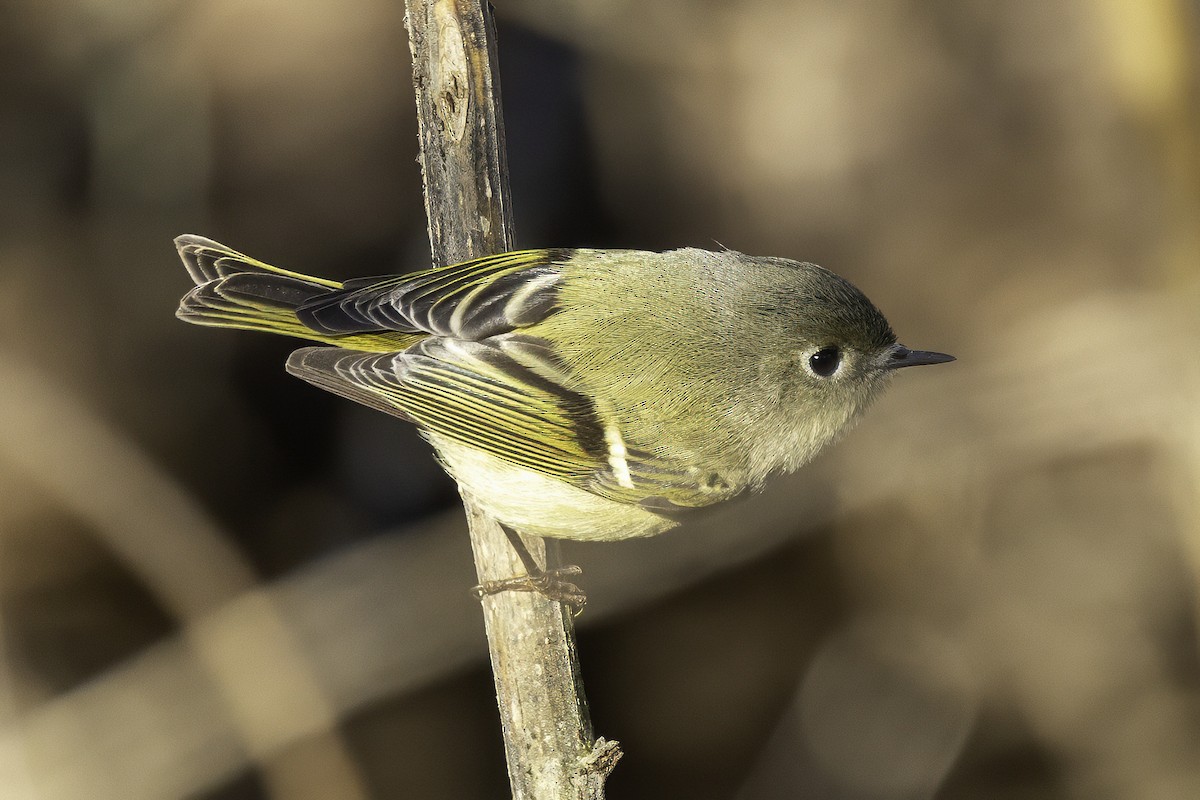 králíček americký - ML646253591