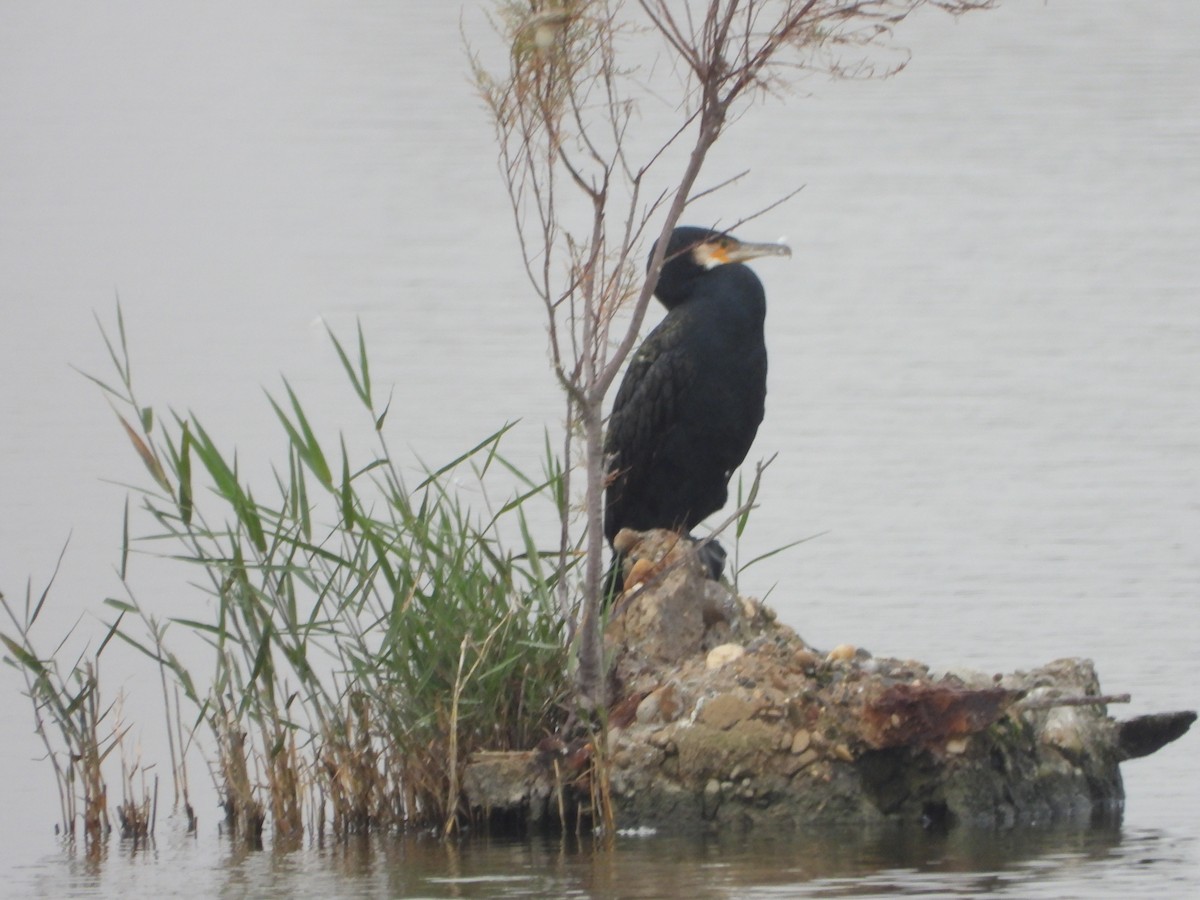 kormorán velký - ML646253593