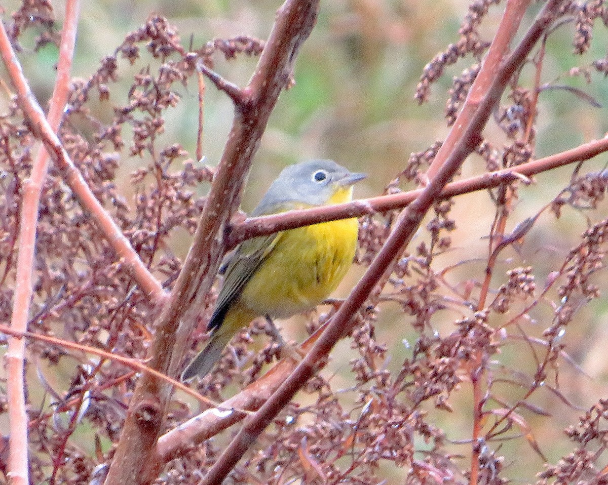 Nashville Warbler - ML646253598