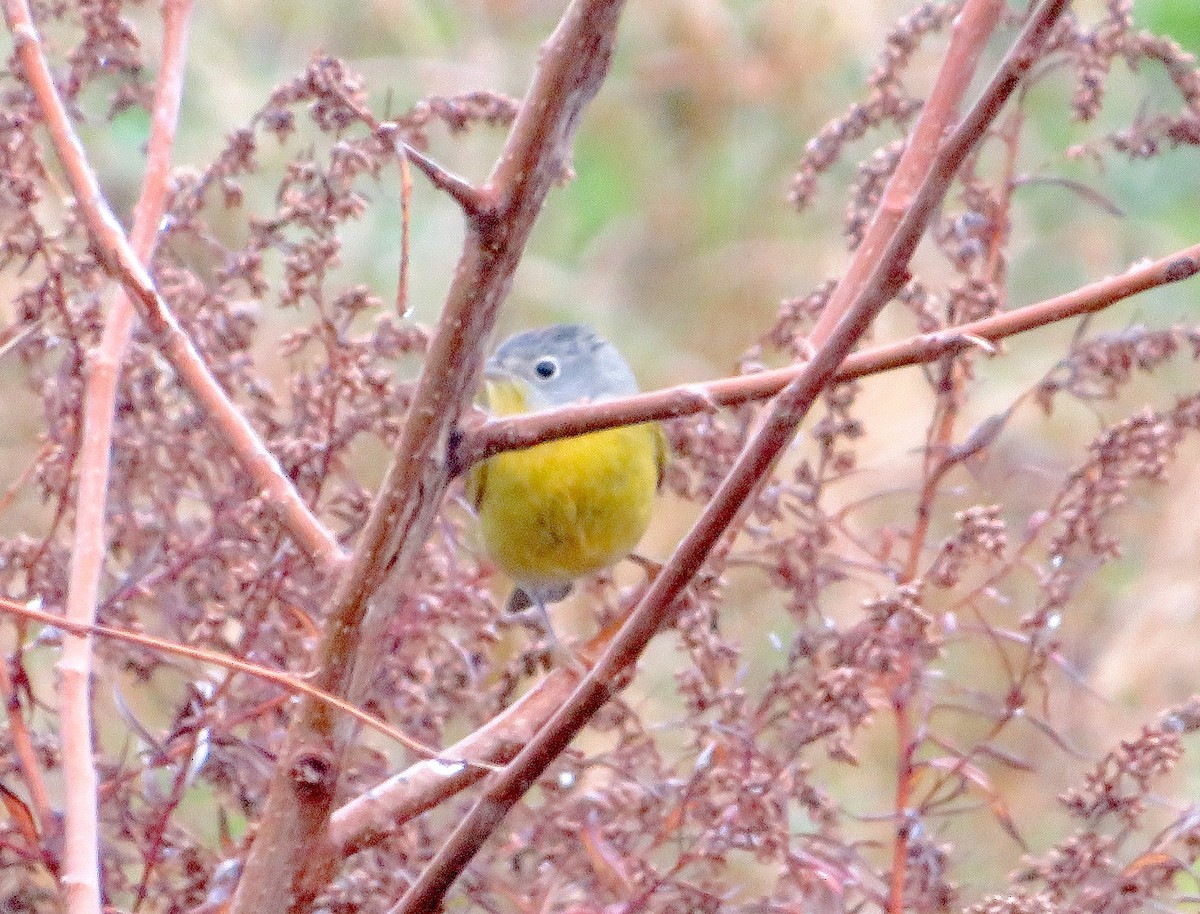Nashville Warbler - ML646253599