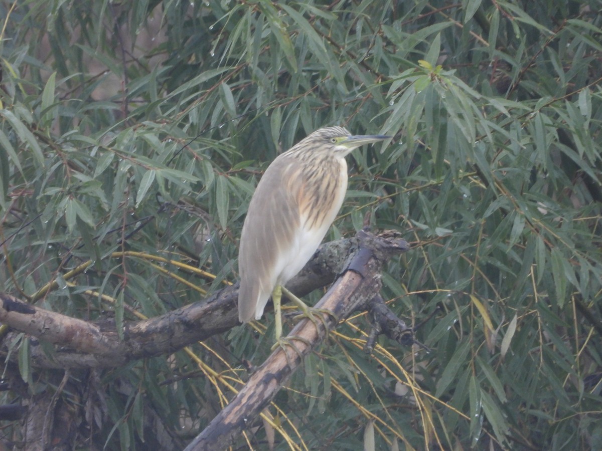 Squacco Heron - ML646253600