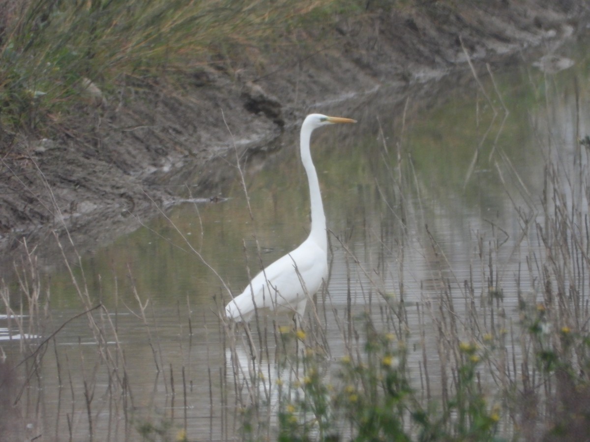 大白鷺 - ML646253608