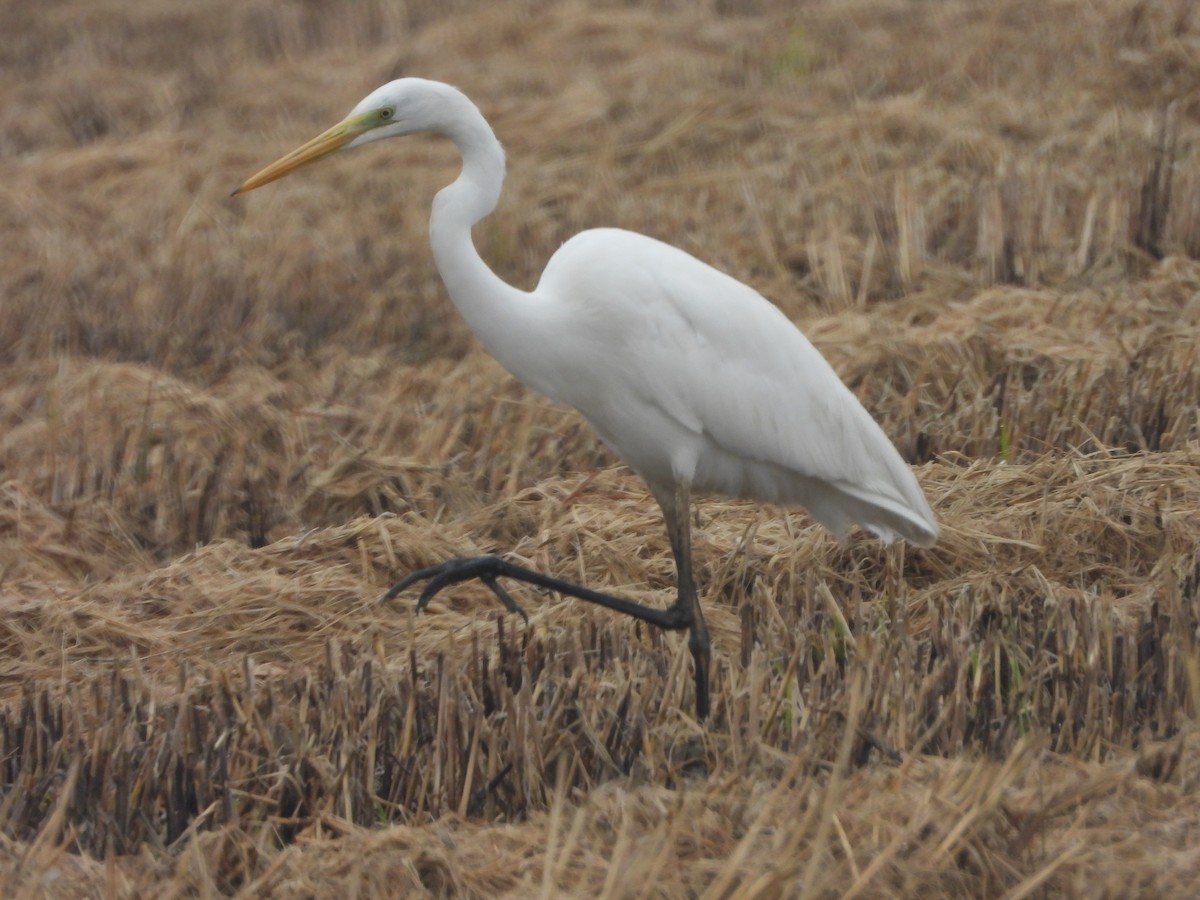 大白鷺 - ML646253609