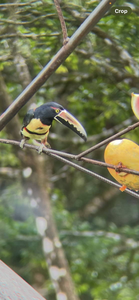 Collared Aracari - ML646253610