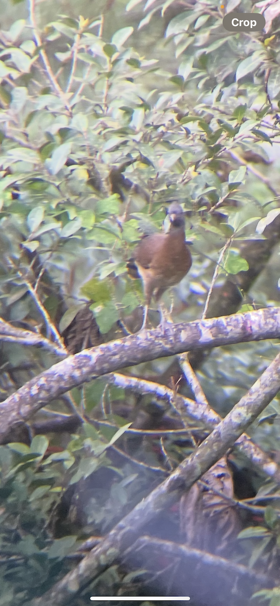 Чачалака сіроголова - ML646253617